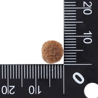 닥터클라우더 베스트 초이스 주니어 연어&쌀 미니 2kg